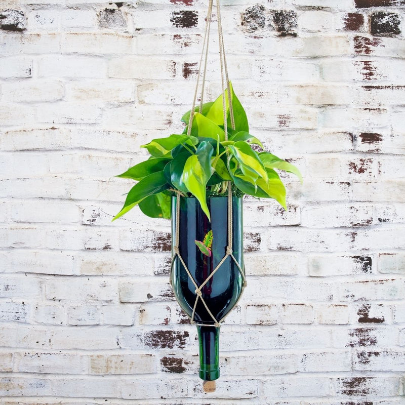wine glass planter with Philodendron Houseplant
