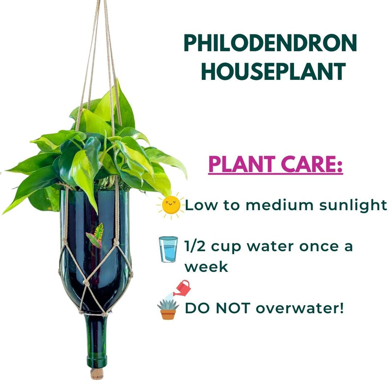 wine glass planter with Philodendron Houseplant
